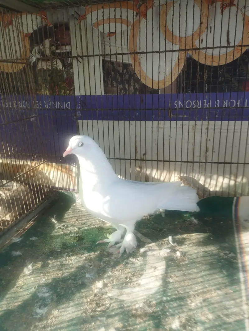 Pati wale or Fancy — photo 4