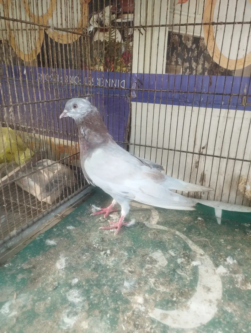 Pati wale or Fancy — photo 6