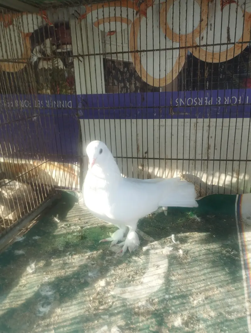 Pati wale or Fancy — photo 7