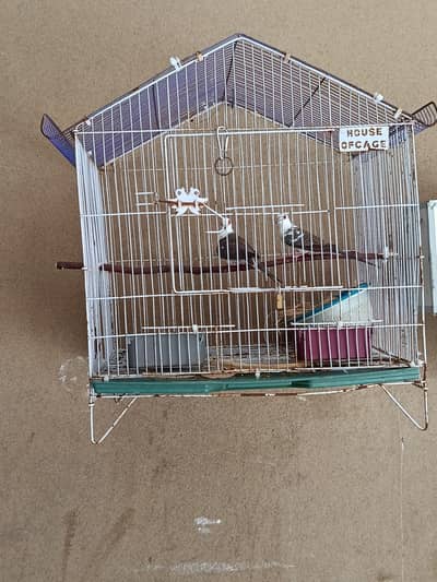 Doves