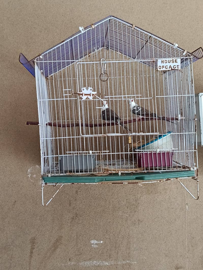 Doves 0