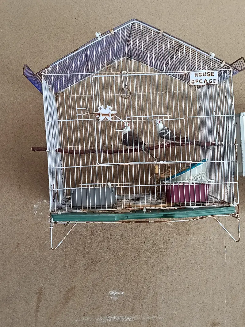 Doves