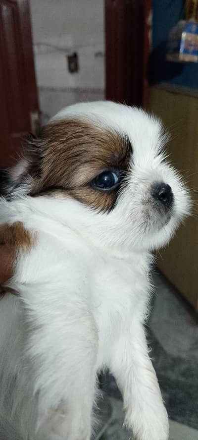 Shihtzu puppies male / female