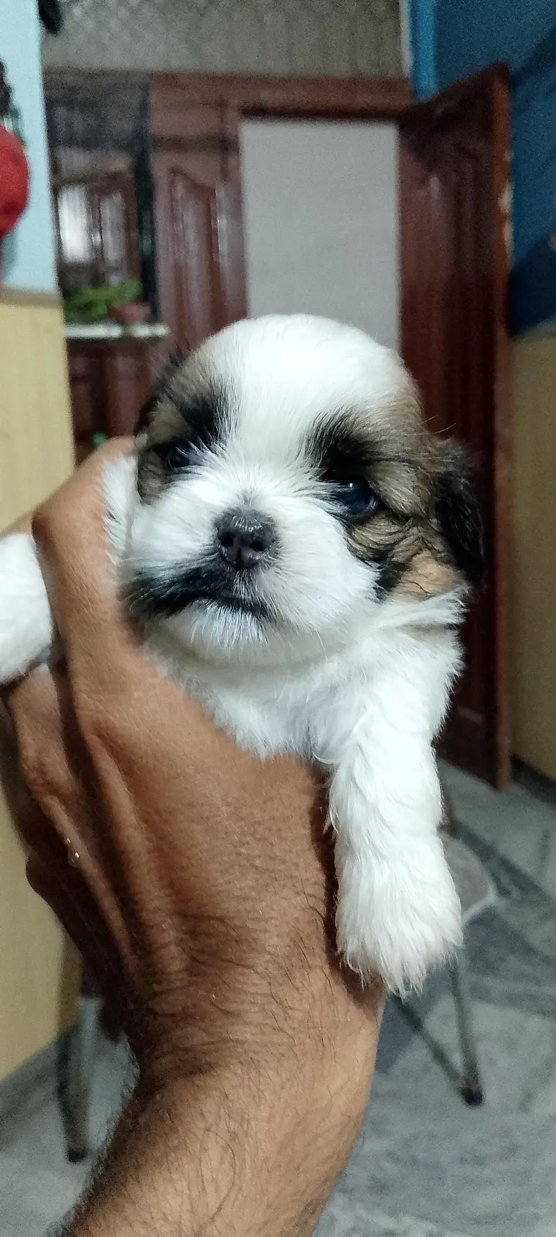 Shihtzu puppies male / female — photo 2