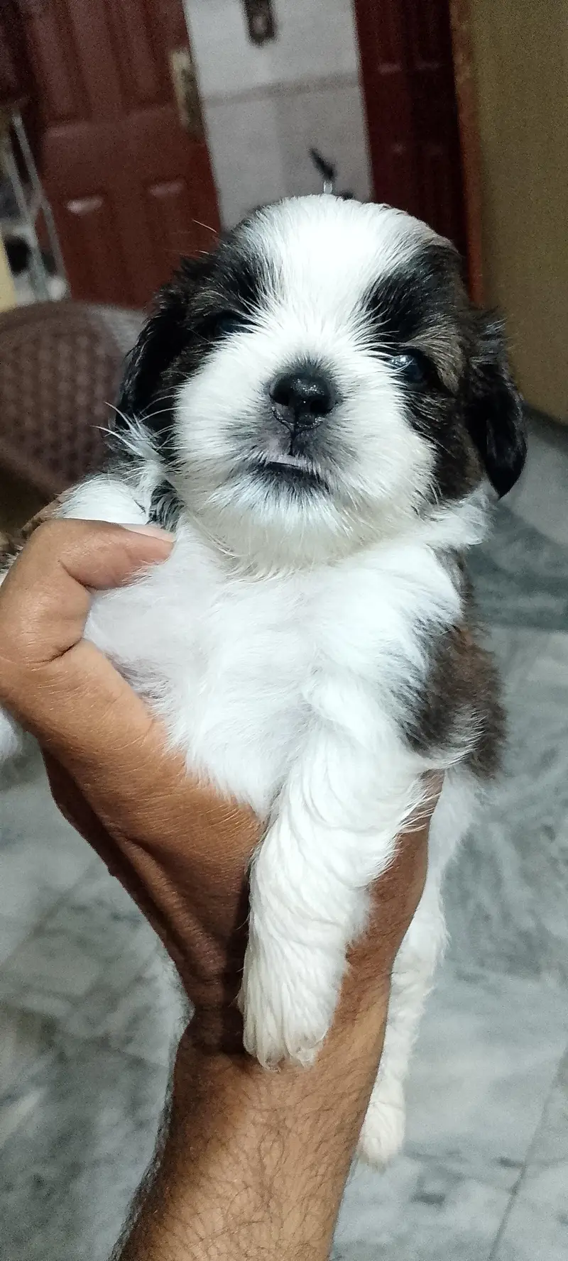 Shihtzu puppies male / female — photo 5