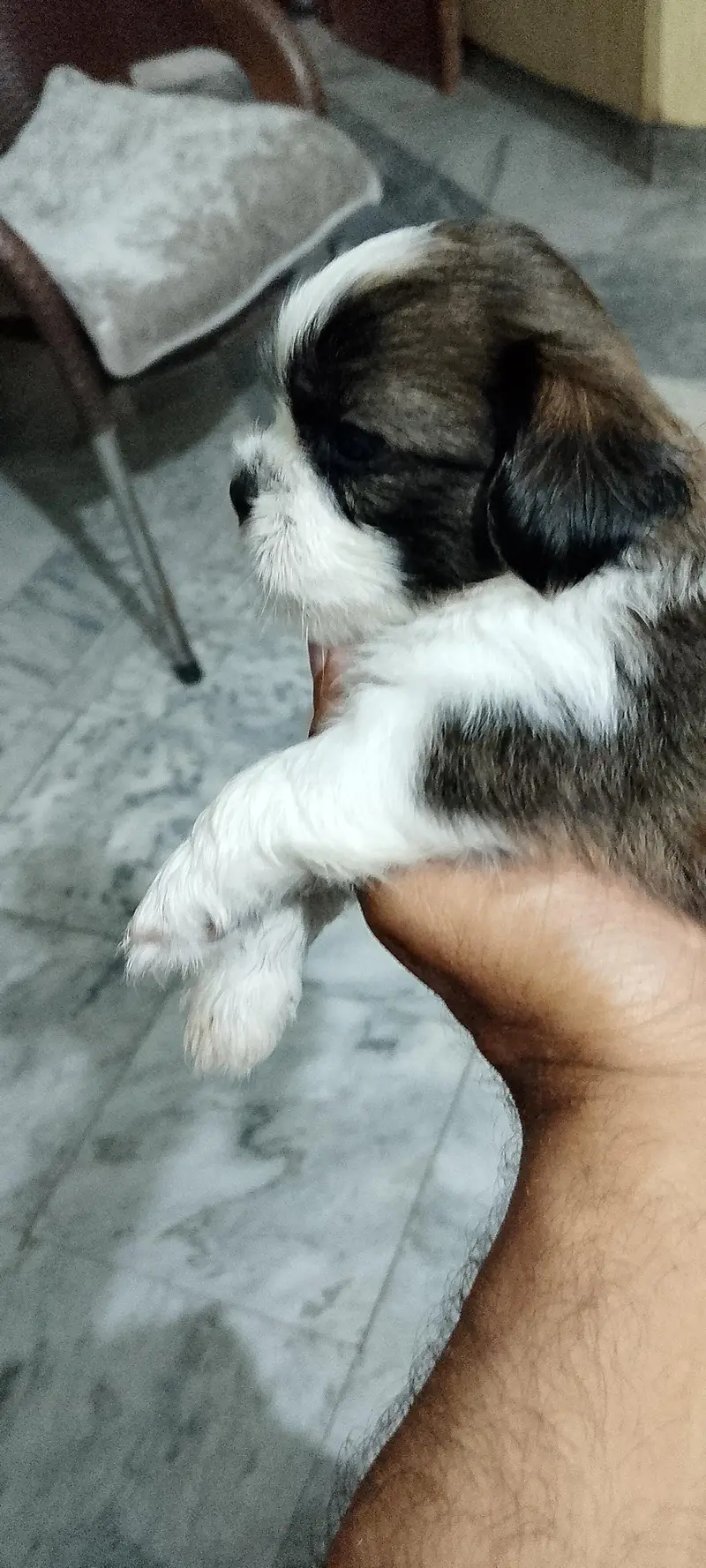 Shihtzu puppies male / female — photo 6