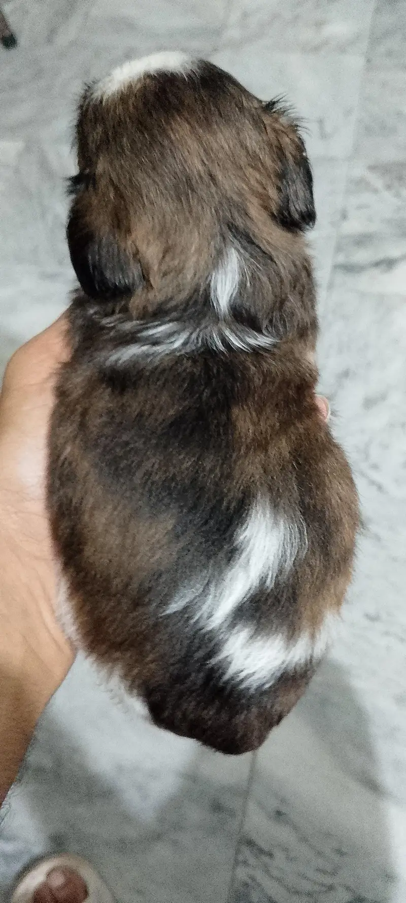 Shihtzu puppies male / female — photo 7