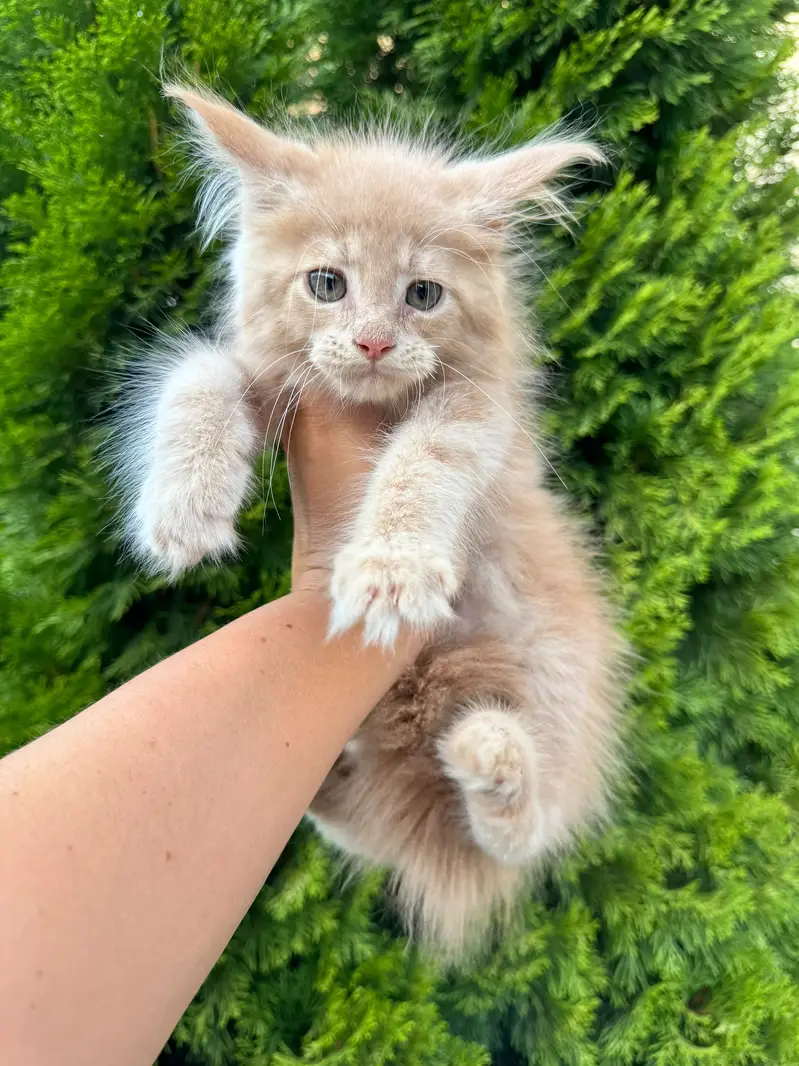 Premium Maine Coon Cats & Kittens | imported kittens _high quality — photo 2