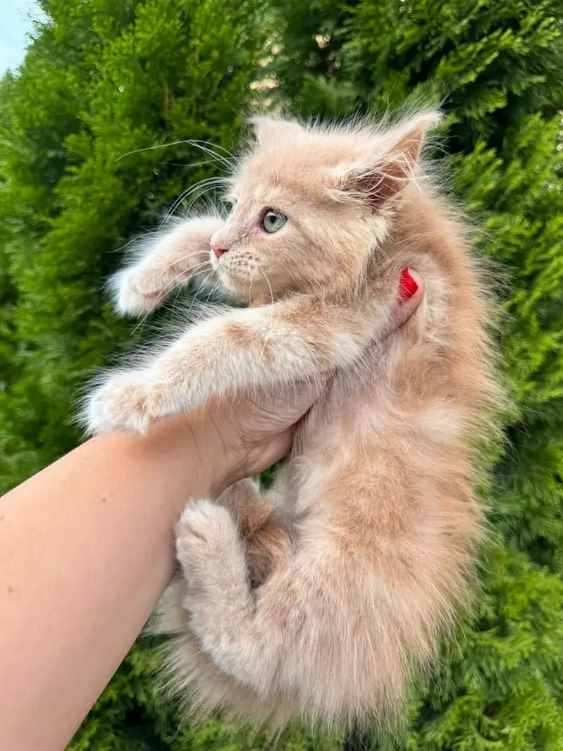 Premium Maine Coon Cats & Kittens | imported kittens _high quality — photo 3