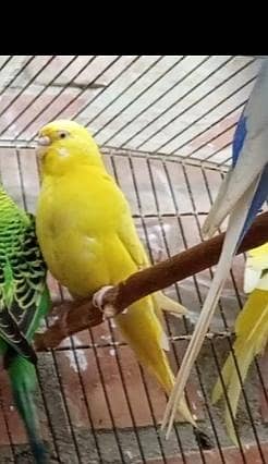 Breeder female for sale