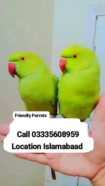 Single 6,000 Hand Tamed Green Ring Neck Parrots Male/Female
