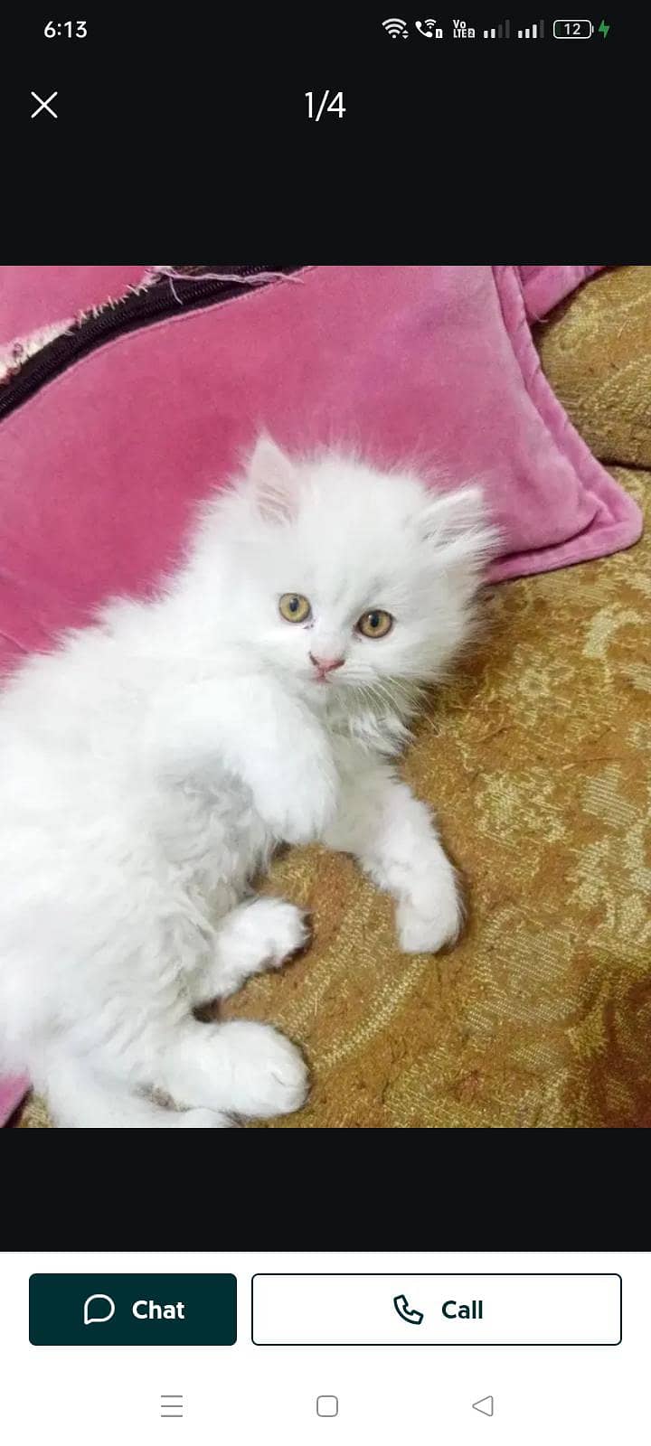 Persian Cat 0