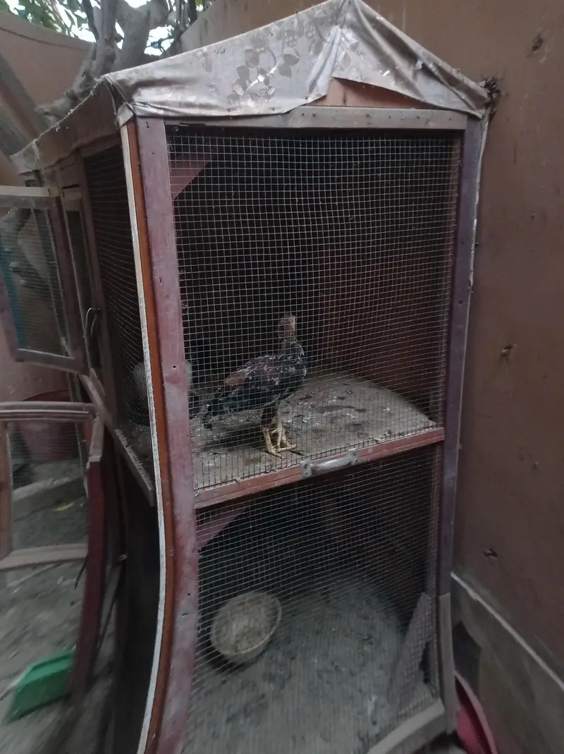 cage for sell — photo 6