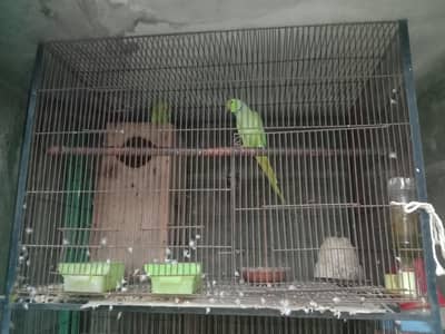 iron cages 03064328164+03464668249