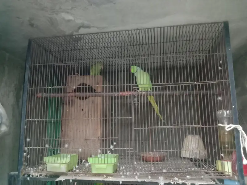 iron cages 03064328164+03464668249 — photo 3
