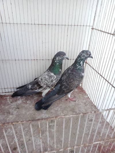 chapra deyar Pair hi flyer