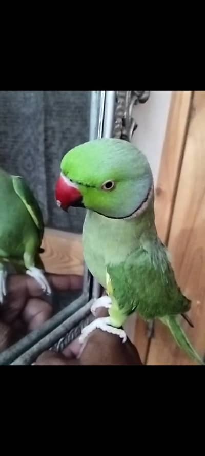 Ringneck