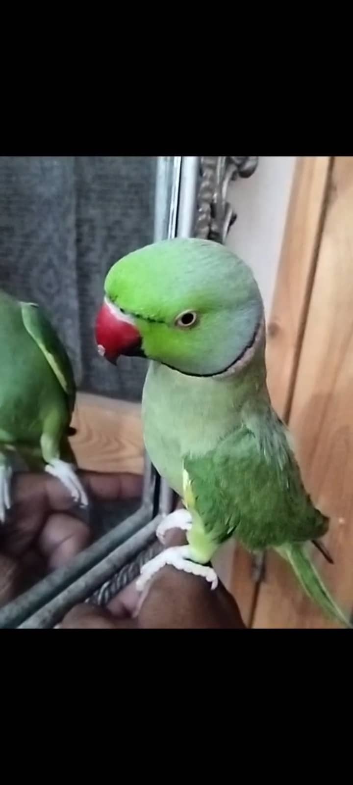 Ringneck 0