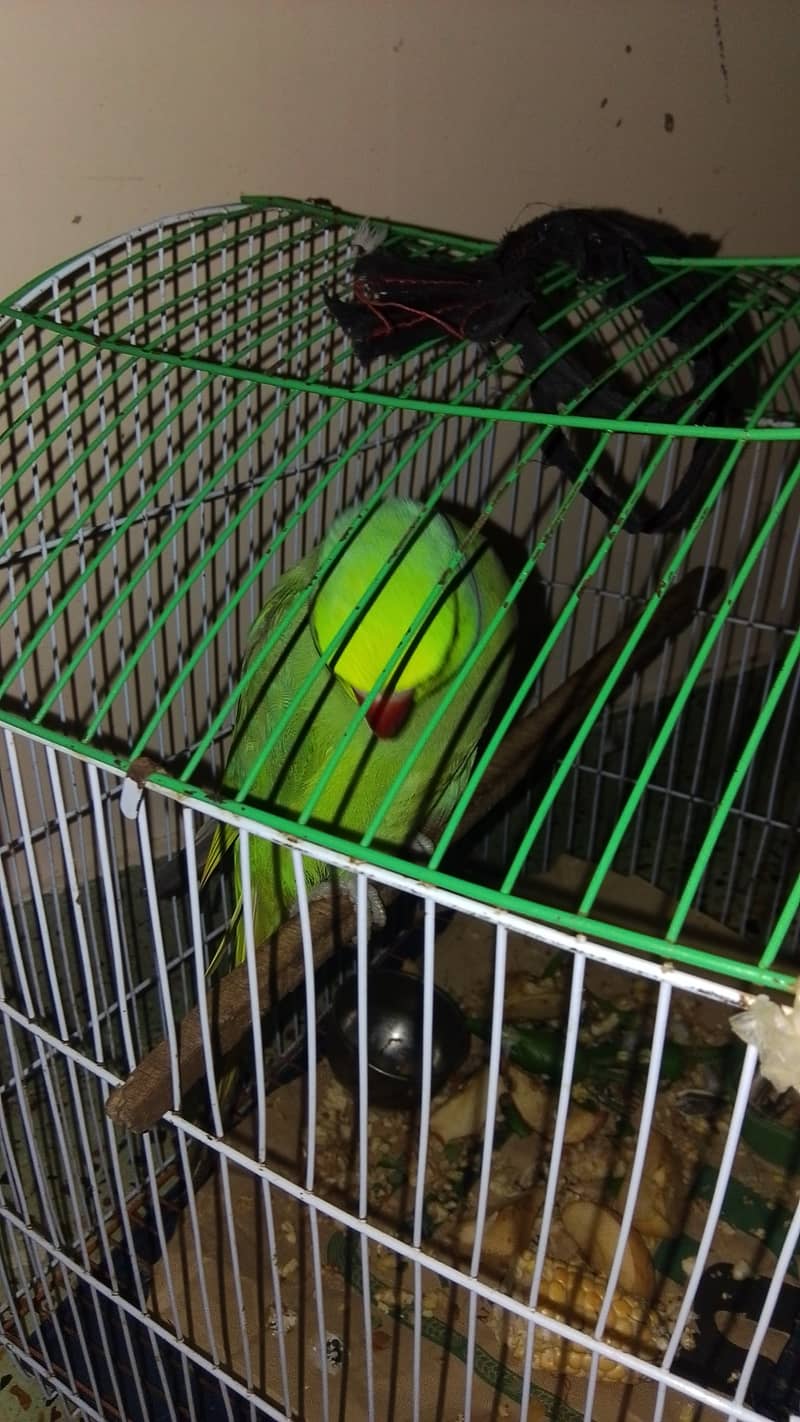 Ringneck 1