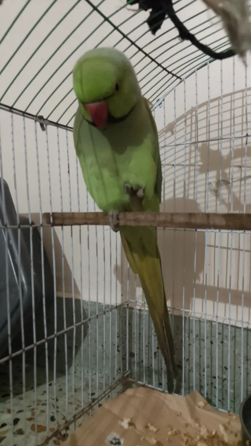 Ringneck — photo 3