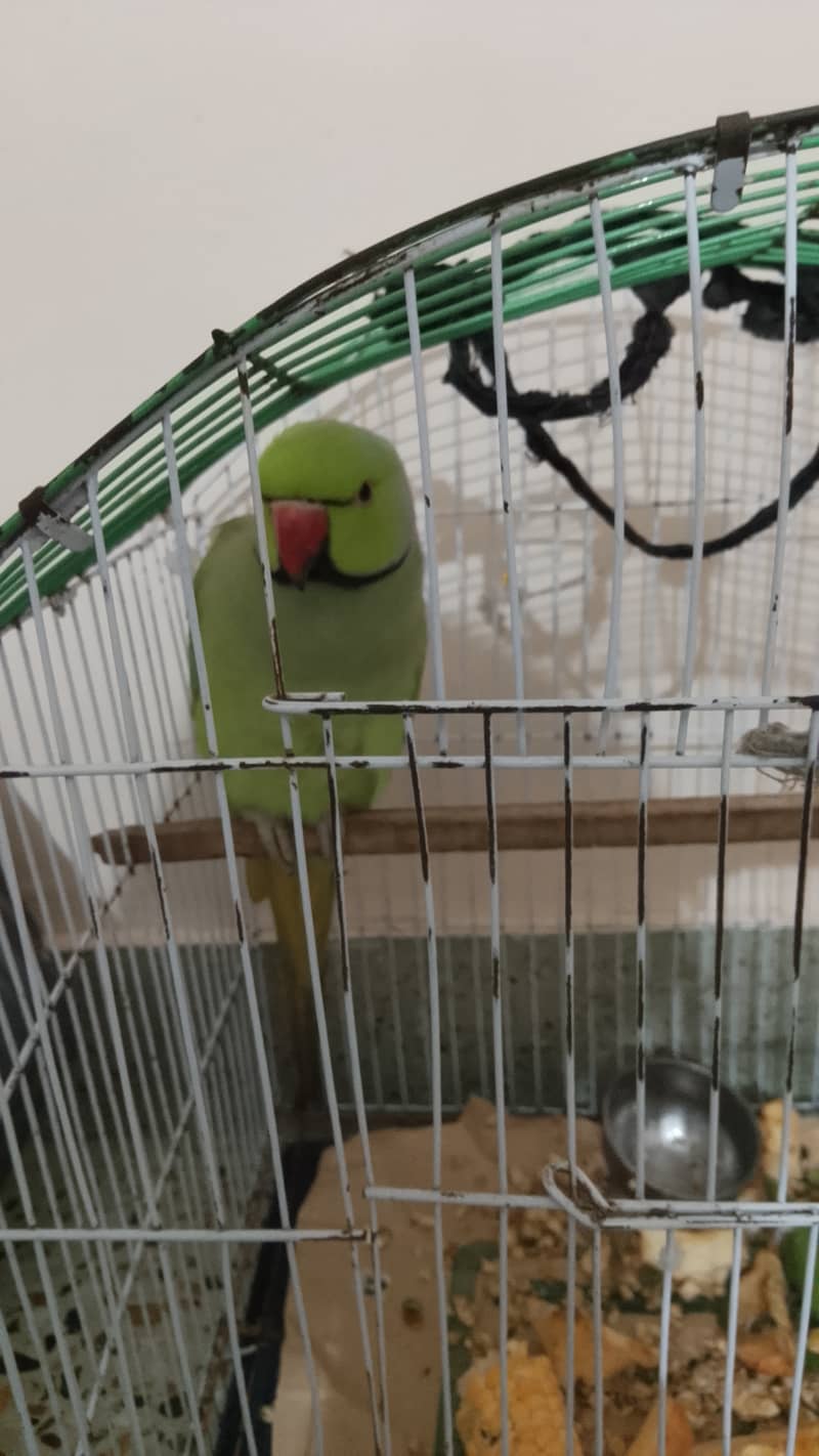 Ringneck 3