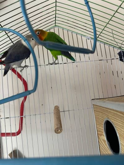 love birds pair