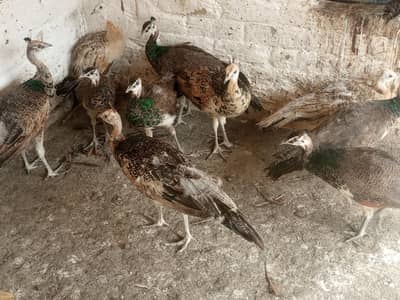 Peacocks
