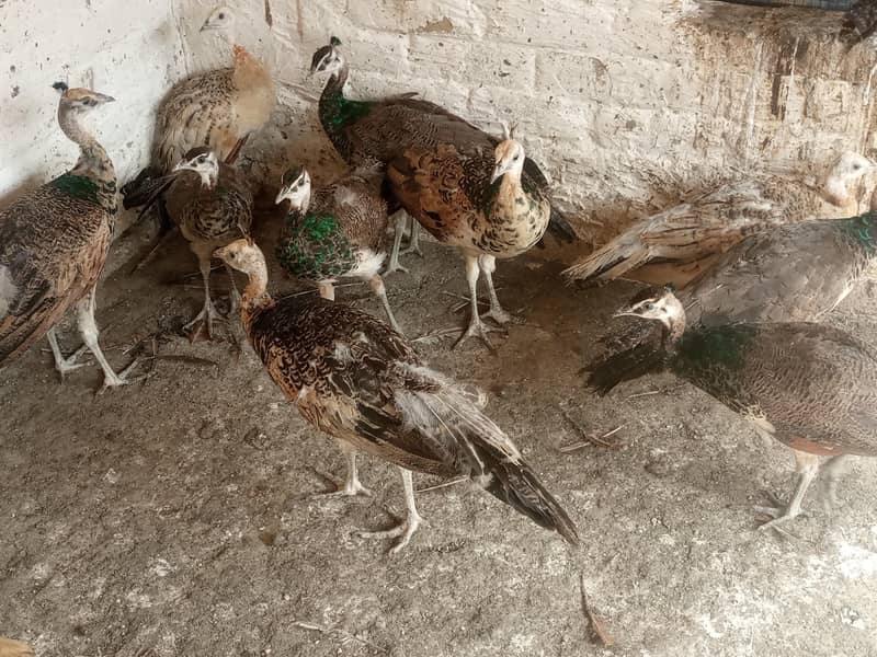 Peacocks 0