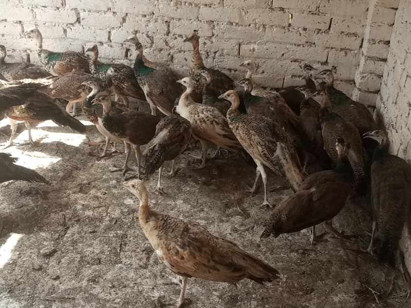 Peacocks 1