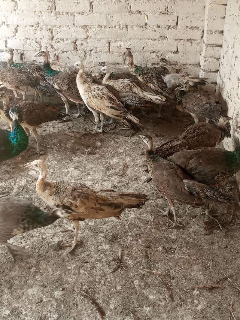 Peacocks 3