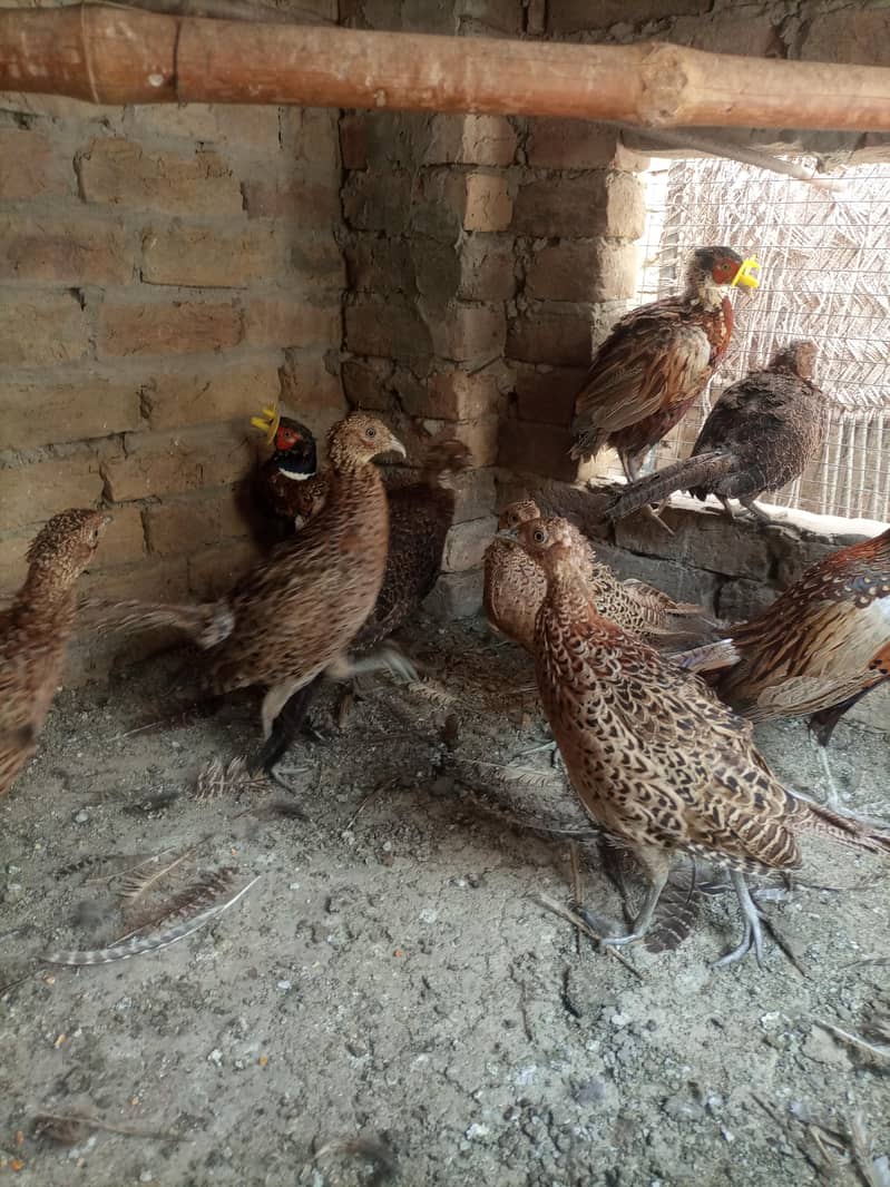 Peacocks 4
