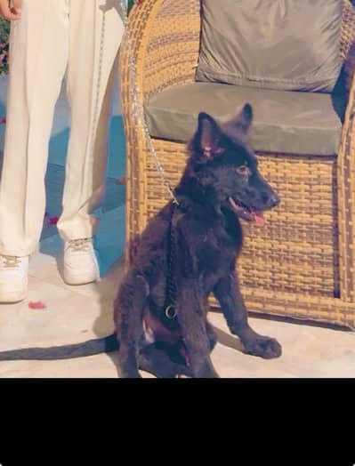 *Black German Shepherd Dog for sale*