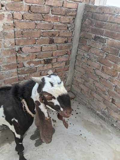 nagra bakra ha mashallah bohat acha barid ky lea ha 2 tant ha