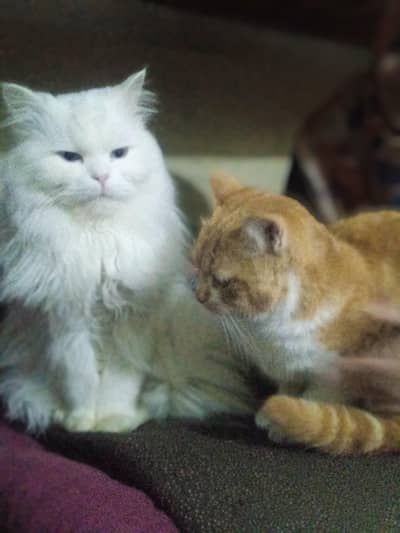 pure white  Persian cat