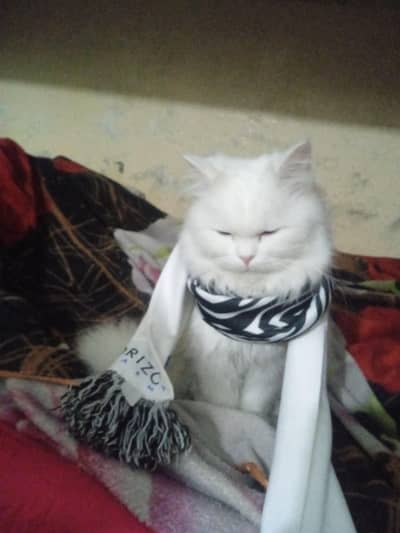 triple coated pure white  Persian cat with blue eyes