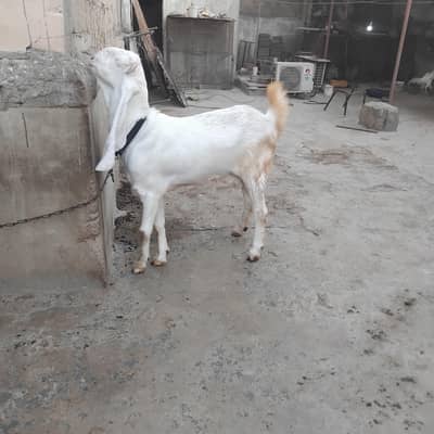 Gulabi Bakri