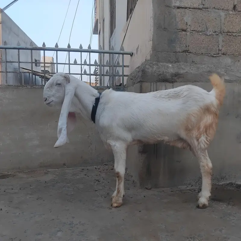 Gulabi Bakri — photo 2