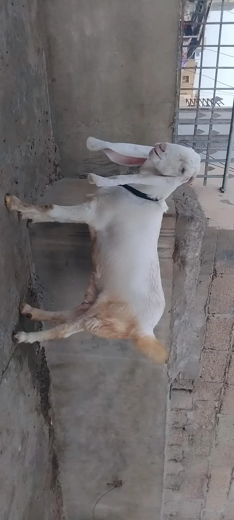 Gulabi Bakri — photo 3