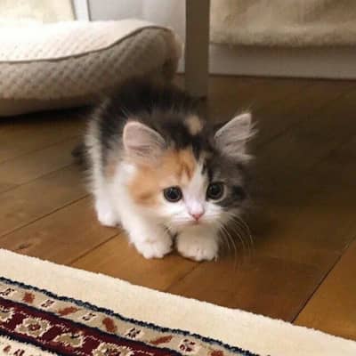 Persian calico female kitten