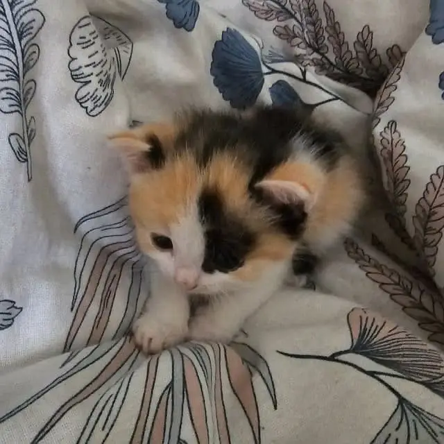 Persian calico female kitten — photo 2