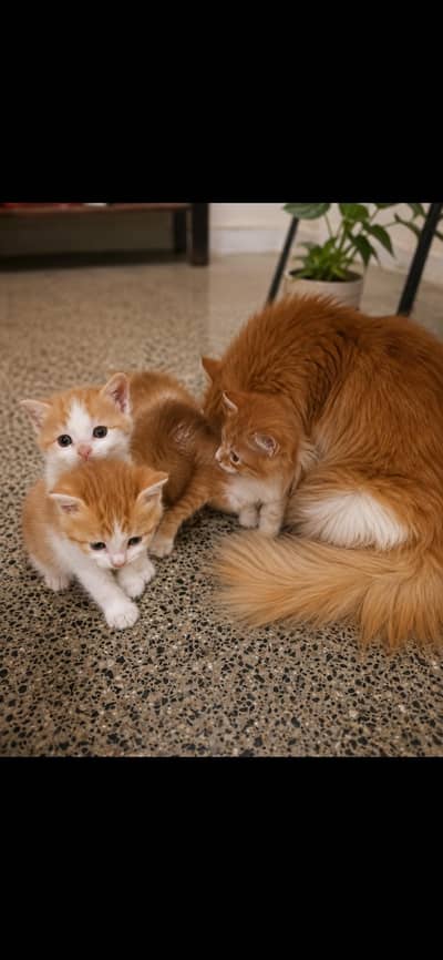 Iam selling beautiful  Kitten  Friendly and playful kitten