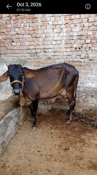 Sahiwal cross gaye for sale_Desi breed 9 litter