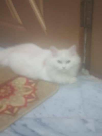 Persian Doll faced long Haired cat(Pair)
