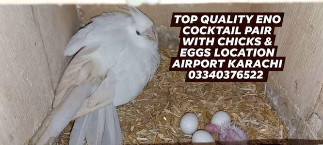 Top Quality cocktail eno pair with chicks and eggs