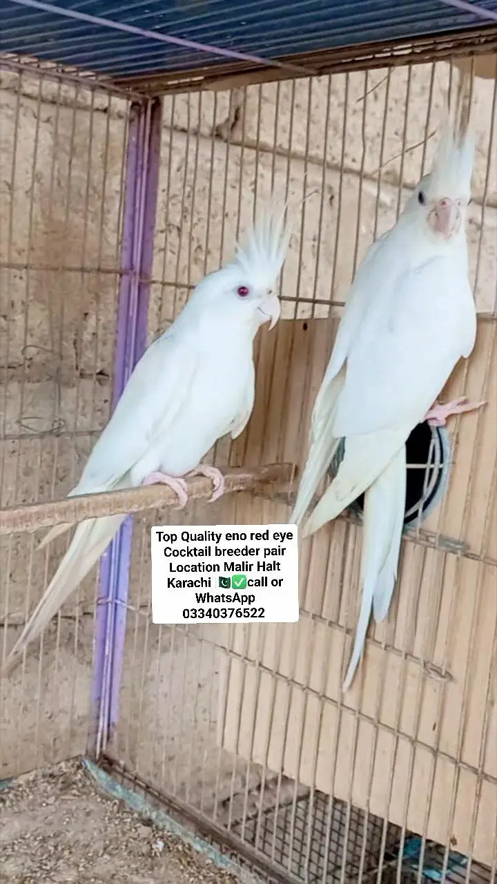 Top Quality cocktail eno pair with chicks and eggs — photo 2