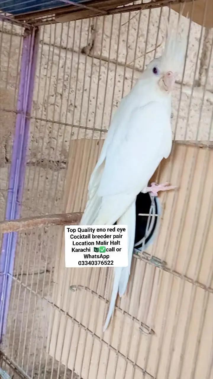 Top Quality cocktail eno pair with chicks and eggs — photo 3