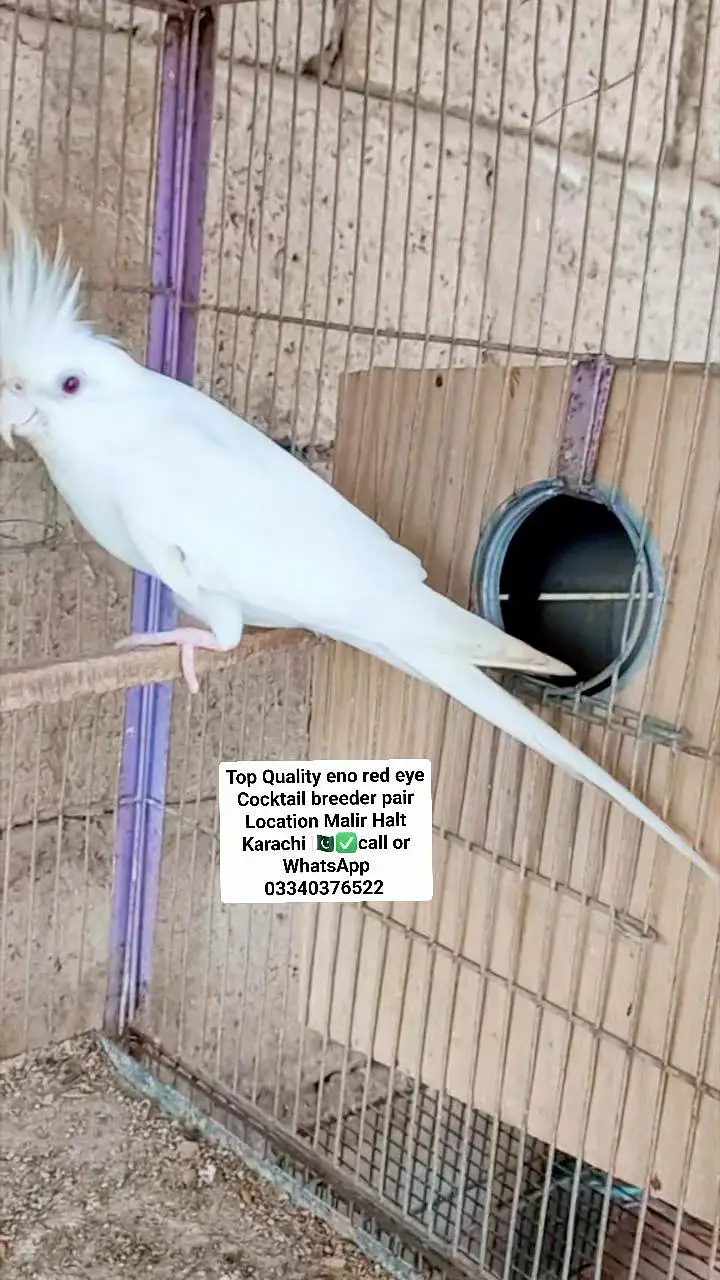 Top Quality cocktail eno pair with chicks and eggs — photo 4