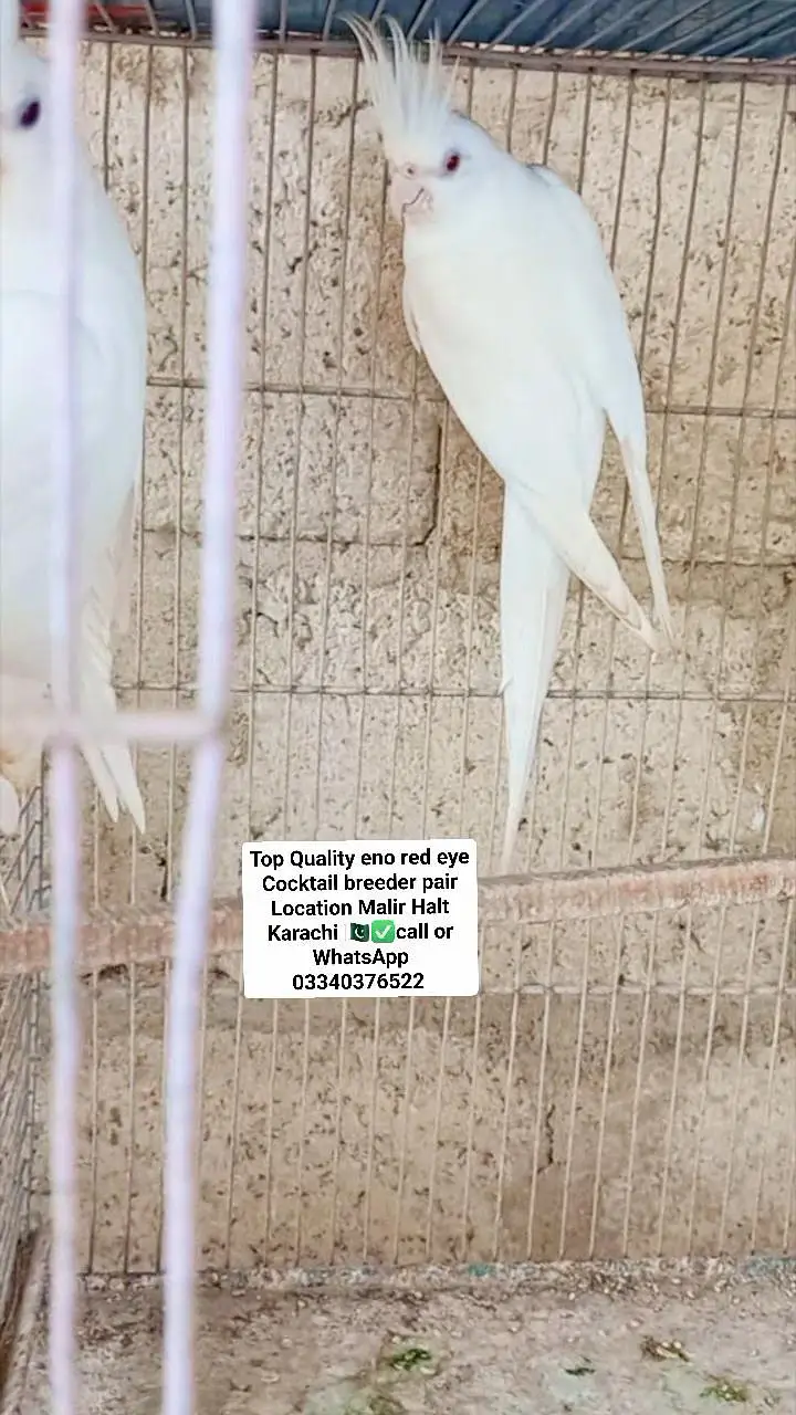 Top Quality cocktail eno pair with chicks and eggs — photo 5