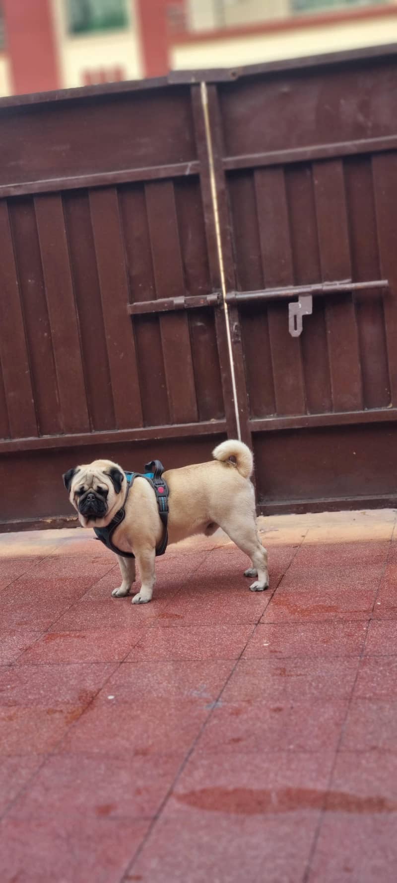 friendly trained dog 1