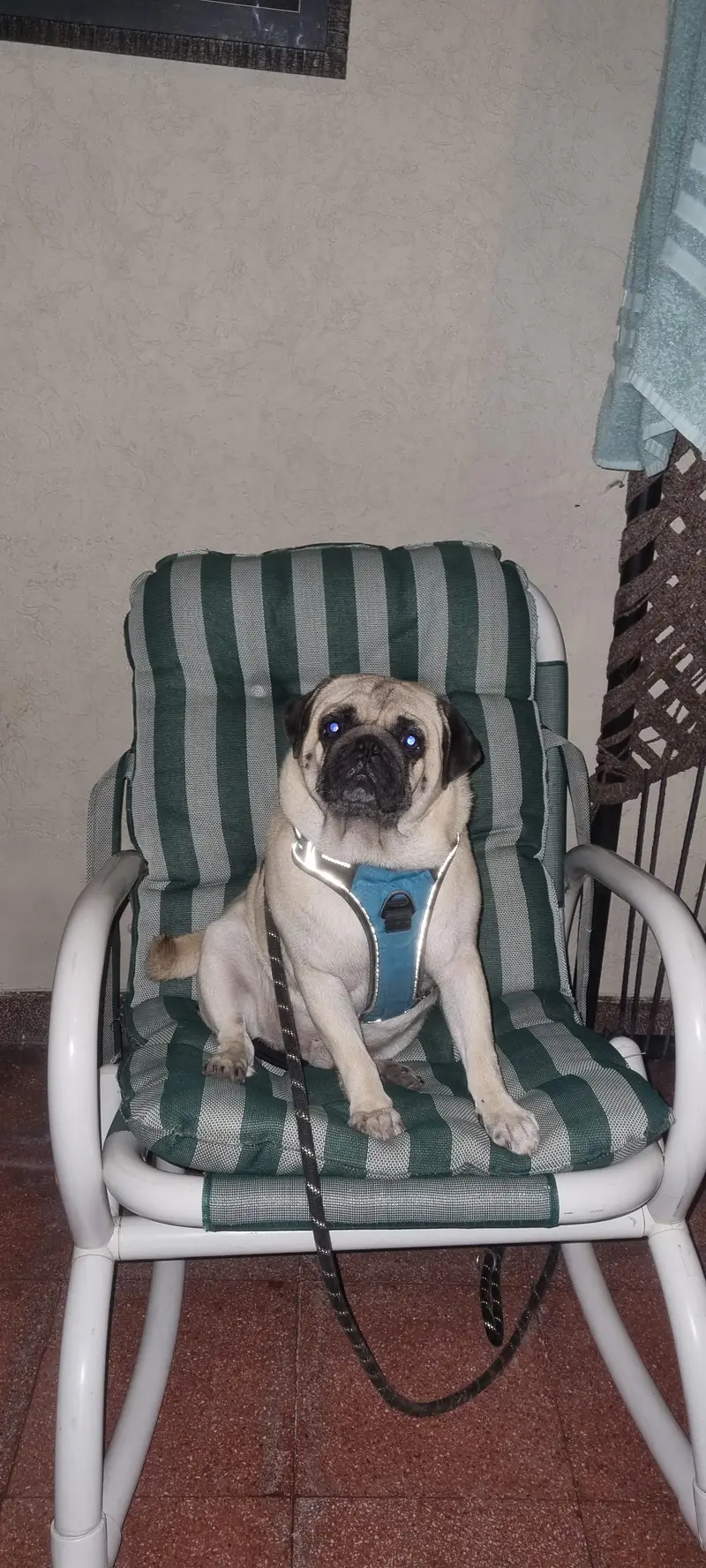 friendly trained dog — photo 7